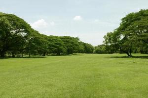 linda grama verde no parque foto