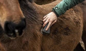 close up mão escovando cavalo foto