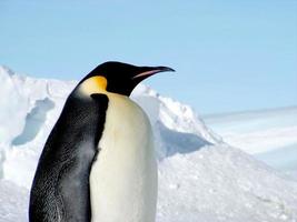 pinguins imperador no gelo da Antártica foto