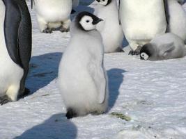 pinguins imperador no gelo da Antártica foto