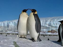 pinguins imperador no gelo da Antártica foto