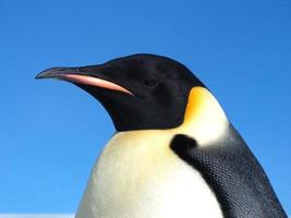 pinguins imperador no gelo da Antártica foto