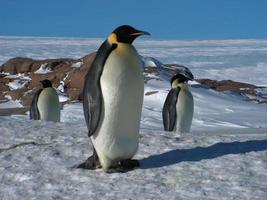 pinguins imperador no gelo da Antártica foto