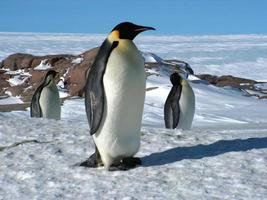 pinguins imperador no gelo da Antártica foto