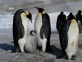 pinguins imperador no gelo da Antártica foto