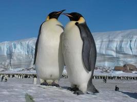 pinguins imperador no gelo da Antártica foto