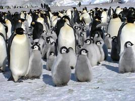 pinguins imperador no gelo da Antártica foto