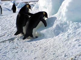 pinguins imperador no gelo da Antártica foto