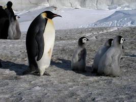 pinguins imperador no gelo da Antártica foto