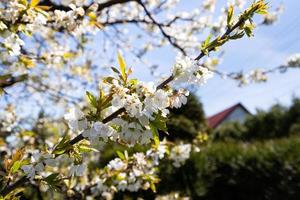 flores de cerejeira desabrochando em um dia ensolarado foto