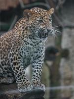 leopardo do sri lankan foto