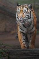 tigre sumatra no zoológico foto