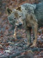 lobo ibérico comendo frango foto