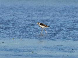 fauna na albufera de valência, espanha foto