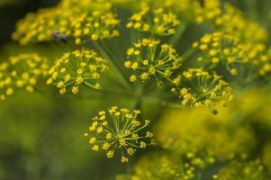 flor de endro verde anethum graveolens cresce no campo agrícola. foto