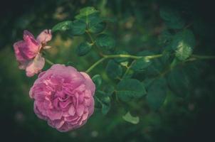 flores rosas no desenho de tons escuros naturais. a imagem é a arte foto