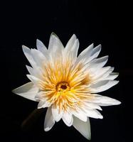 flor de lótus em água quente foto