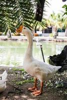 patos engraçados grasnando na fazenda foto