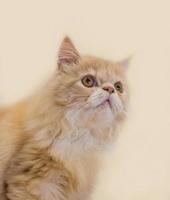 foco raso, close-up, foto de um gato