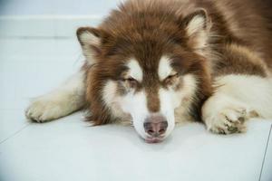 foco raso, close-up, foto de um cachorro