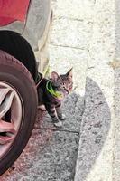 gato com coleira verde, escondido atrás de pneus de carro. foto