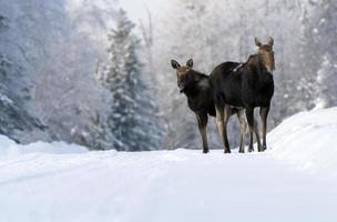 inverno alce manitoba foto