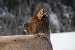 alces no inverno canadá foto