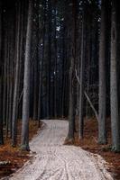 Lodgepole Pines Canada foto