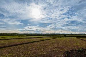 os campos estão se cultivando contra o céu da manhã. foto