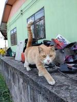 gato laranja andando na parede foto