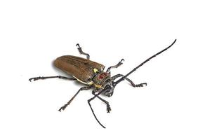 broca de árvore batocera rufomaculata isolada em um fundo branco foto