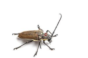 broca de árvore batocera rufomaculata isolada em um fundo branco foto