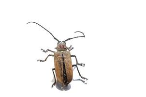 broca de árvore batocera rufomaculata isolada em um fundo branco foto