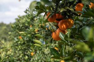 as laranjeiras do pomar tiveram uma boa colheita, e os galhos e folhas verdes estavam cobertos de laranjas douradas foto