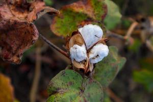 flor de algodão no campo de flores de algodão. como matéria-prima vestuário, roupas da moda. foto