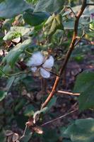 flor de algodão no campo de flores de algodão. como matéria-prima vestuário, roupas da moda. foto