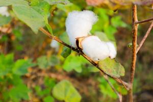 flor de algodão no campo de flores de algodão. como matéria-prima vestuário, roupas da moda. foto