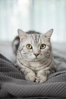 gato scottish fold bonito de mármore branco. foto