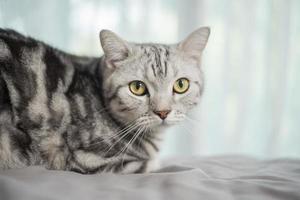 gato scottish fold bonito de mármore branco. foto