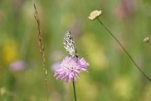 borboleta no clima ensolarado de verão foto