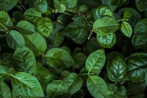monte verde de folhas de plantas tropicais foto