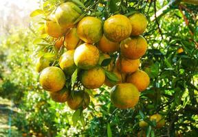 laranjas de pomar de laranja em árvores e agricultura foto