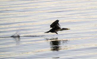 cormorões em vôo foto