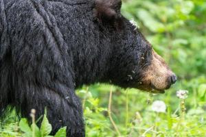 urso preto norte do canadá foto