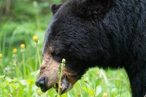 urso preto norte do canadá foto