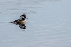 patos de merganso com capuz foto