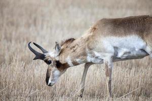 pronghorn antílope saskatchewan foto