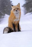 raposa no inverno