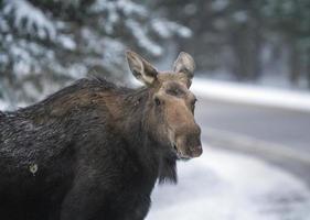 inverno alce manitoba foto