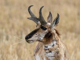 pronghorn antílope saskatchewan foto